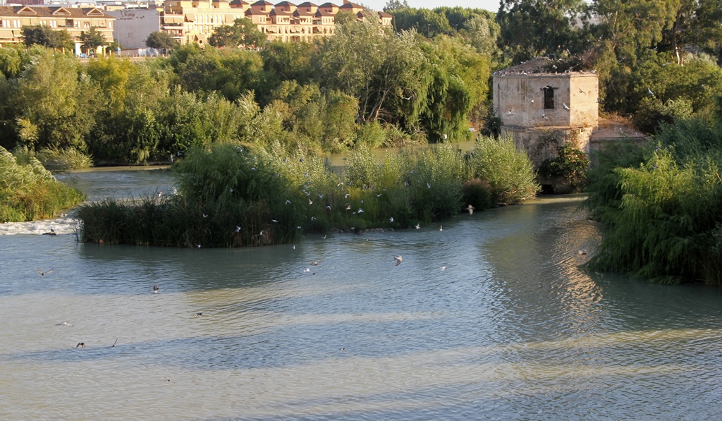 Mill of Pápalo Tierno and Birds